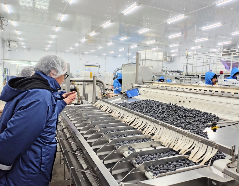 梱包冷蔵施設内でブルーベリーが選果される様子を見学する山元大使