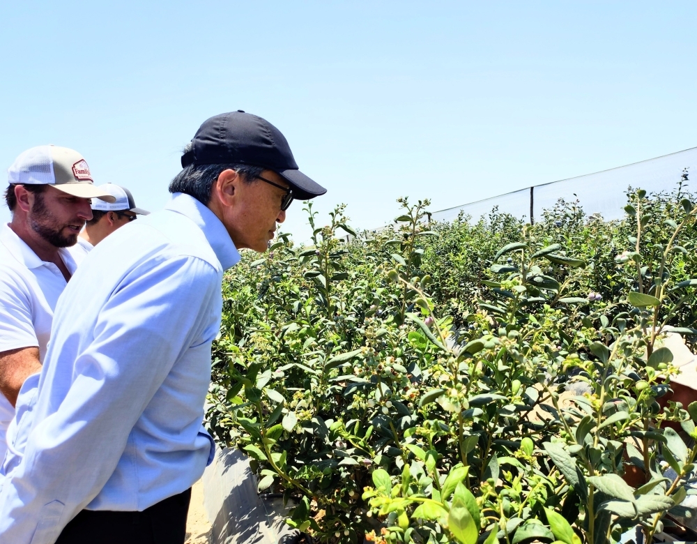 農園でブルーベリーの収穫について説明を受ける山元大使